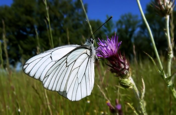 Le Farfalle di Aprile